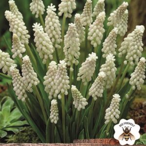 Pack 10 Muscari 'Alba' White Grape Hyacinth Spring Bulbs WPC Prins