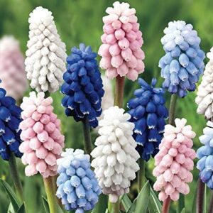 Pack 15 Muscari (Grape Hyacinth) Special Pastel Mix Perennial Bulbs