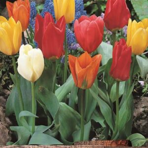 Tulip Bulbs Fosteriana (Emperor) 'Mixed' WPC Prins Quality Spring Bulbs Pack 10