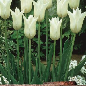 Pack 10 Lily Tulip Bulbs 'White Triumphator' WPC Prins Quality Spring Bulbs