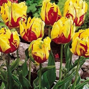 Parrot Tulip Bulbs 'Flaming Parrot' WPC Prins Quality Spring Bulbs Pack 10