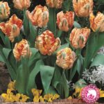 Parrot Tulip Bulbs 'Apricot Parrot' WPC Prins Quality Bulbs Pack 10