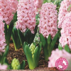 Pack x5 Bedding / Outdoor Hyacinth 'Fondante' Spring Bulbs