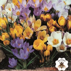 Crocus Species Mixed WPC Prins Spring Bulbs Pack 20