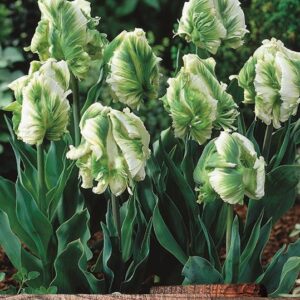 Parrot Tulips 'Super Parrot' Prins Quality Spring Bulbs Pack 10
