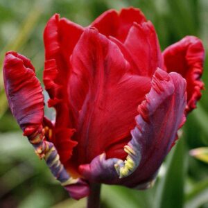 Parrot Tulip Bulbs 'Rococo' WPC Prins Quality Spring Bulbs Pack 10