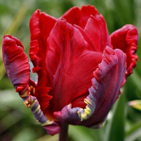 Parrot Tulip Bulbs 'Rococo' WPC Prins Quality Spring Bulbs Pack 10