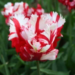 Parrot Tulips 'Estella Rijnveld' WPC Prins Spring Flowering Bulbs Pack x10