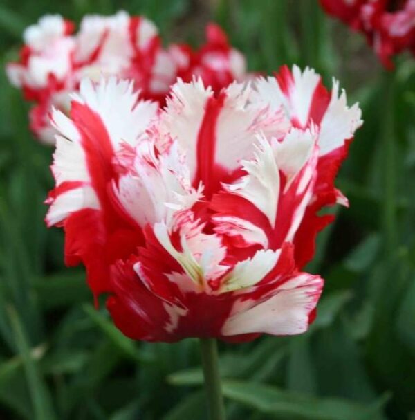 Parrot Tulips 'Estella Rijnveld' WPC Prins Spring Flowering Bulbs Pack x10