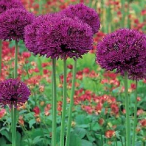 Allium Atropurpureum Spring Flowering Bulbs WPC Prins Pack 5