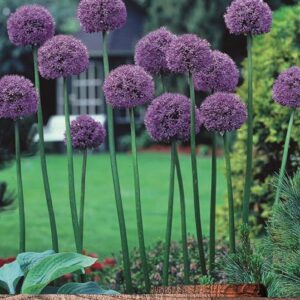 Allium Giant 'Gladiator' Garden Flowering Bulbs WPC Prins Bulb x1