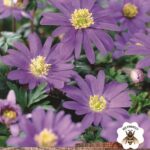 Anemones 'Blanda Blue' Spring Flowering Bulbs Pack 10