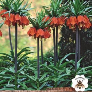 Fritillaria Imperialis 'Red' Garden Flowering Bulbs WPC Prins Bulb x1