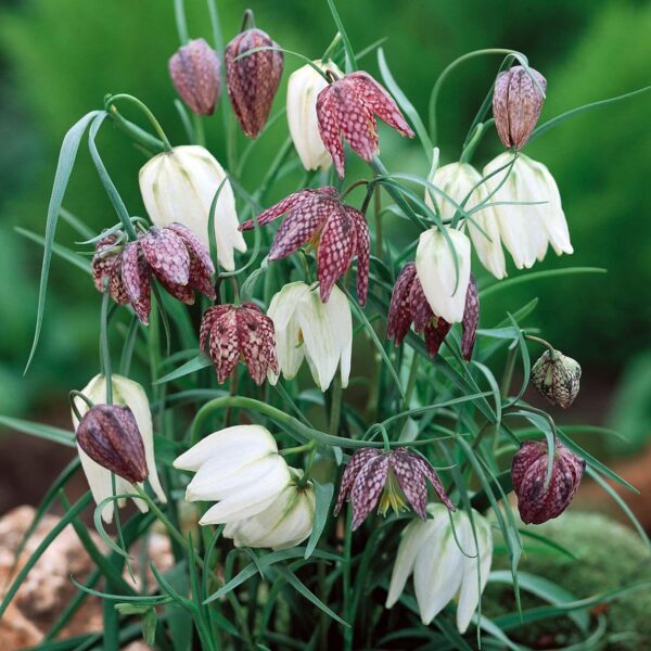 Fritillaria 'Meleagris' Garden Flowering Bulbs WPC Prins Pack 15 Bulbs