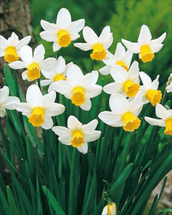 Pack 10 Dwarf Narcissus / Daffodil Bulbs Cycamenius 'Jack Snipe'