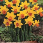 Pack 10 Species Narcissus Daffodil Bulbs 'Jetfire'