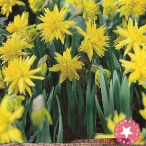 Pack 10 Daffodil / Narcissus 'Rip Van Winkle' WPC Prins Spring Bulbs