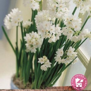 Pack 5 Daffodil Bulbs Narcissus 'Paperwhite' WPC Prins Quality Spring Bulbs
