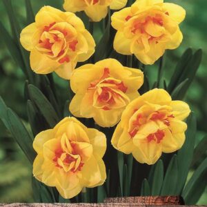 Pack 5 Narcissus Daffodil 'Tahiti' Spring Flowering Garden Bulbs