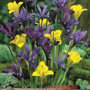 Pack 15 Dwarf Iris 'Mixed Varieties' Spring Bulbs Value Pack