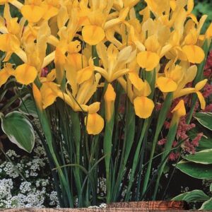 Dutch Iris Bulbs Yellow 'Golden Harvest' Spring Bulbs Pack 20