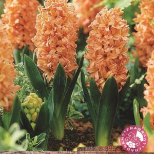 Hyacinth Bulbs 'Gypsy Queen' Un-Prepared Bedding Garden Bulbs Pack x5