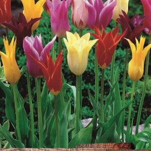 Pack x10 Lily Flowering Tulips Mixed WPC Prins Quality Spring Bulbs
