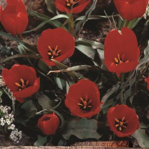 Pack 10 Species / Rockery Tulip Bulb 'Wilsoniana' Spring Bulbs