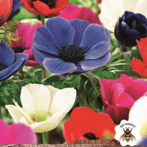 Anemone De Caen Mix Bulbs WPC Prins Bulbs Pack x15 Corms/Bulbs