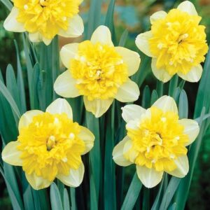 Narcissus / Daffodil Bulb 'Full House' Pack 5 Bulbs