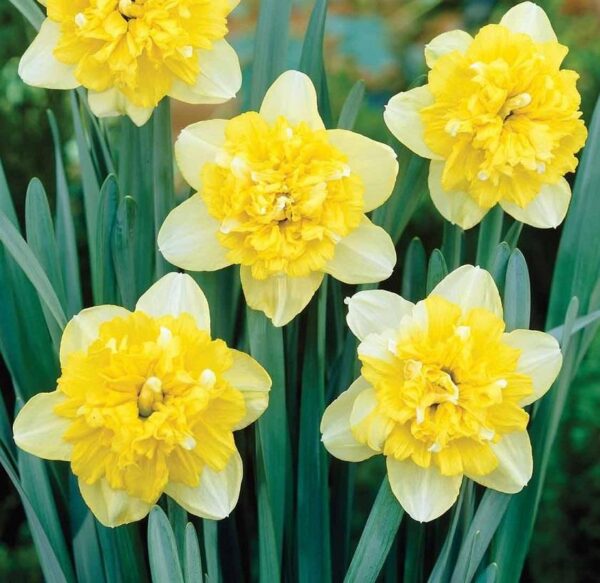 Narcissus / Daffodil Bulb 'Full House' Pack 5 Bulbs