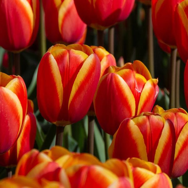 Tulip Bulb Darwin 'World's Favorite' Spring Flowering Bulbs Pack 10