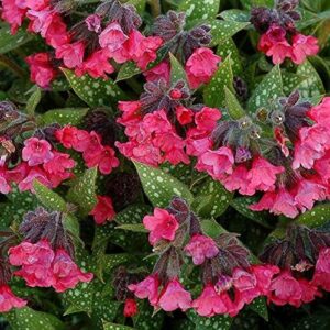 Pulmonaria 'Shrimps On The Barbie' Pack x6 Plug Plants