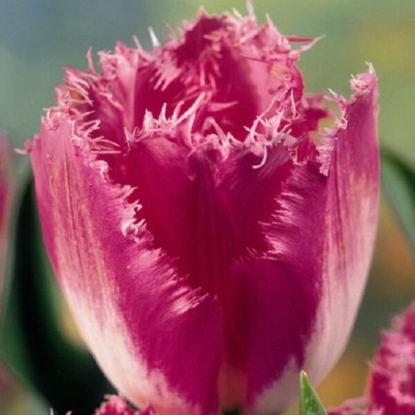 Pack x10 Fringed Tulip Bulbs 'Fancy Frills' Spring Garden Bulbs