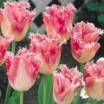 Pack x10 Fringed Tulip Bulbs 'Fancy Frills' Spring Garden Bulbs