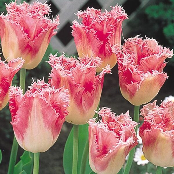 Pack x10 Fringed Tulip Bulbs 'Fancy Frills' Spring Garden Bulbs