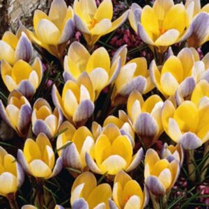 Crocus Bulbs Specie  'Advance' WPC Prins Quality Bulbs Pack 20