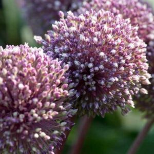 Allium 'Summer Drummer' Spring Flowering Bulbs Pack x3