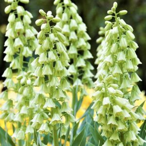 Pack 1 Bulb Fritillaria 'Perscia Alba' Garden Spring Bulbs