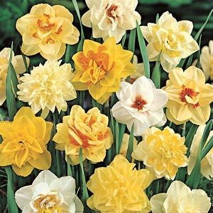 Daffodil Bulbs 'Doubles Mixed' WPC Prins Quality Spring Bulbs Value Pack 15