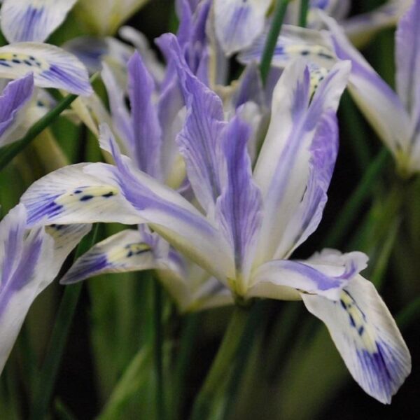 Dwarf Iris Reticulata 'Painted Lady' Pack x20 Bulbs