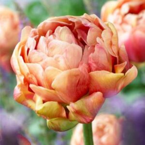 Tulip Bulb Double Peony 'Copper Image' Spring Bulbs Pack x6