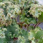 Farfugium ‘Wavy Gravy’ Evergreen Perennial Pack x3 XXL Plug Plants