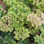 Farfugium ‘Wavy Gravy’ Evergreen Perennial Pack x3 XXL Plug Plants