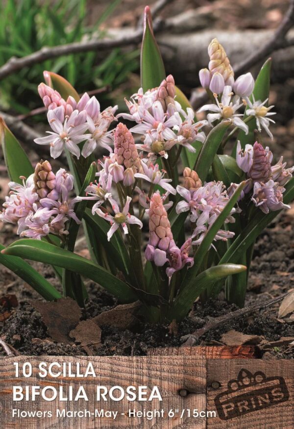 Hyacinthoides Hispanica Pink Bulbs Pack x10  (Spanish Bluebells)