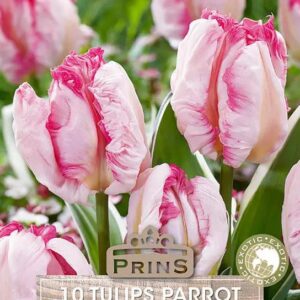 Tulip Bulb Parrot ‘Cabana’ Pack x10 Bulbs