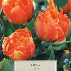 Tulip Bulb Double Early ‘Orca’ Pack x5 Bulbs