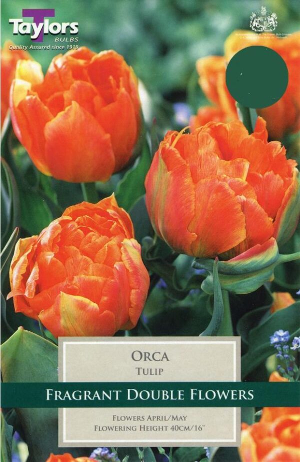 Tulip Bulb Double Early ‘Orca’ Pack x6 Bulbs