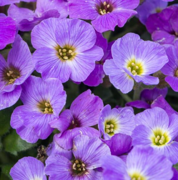 Aubretia 'Axcent Light Blue' Perennial Plug Plants Pack x6