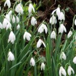 Value Pack 40 Snowdrop Bulbs 'Single White' WPC Prins Quality Spring Bulbs